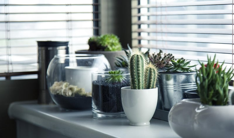 Succulent Planters